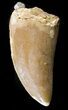 Bargain, Carcharodontosaurus Tooth - Restored Enamel #42598-1